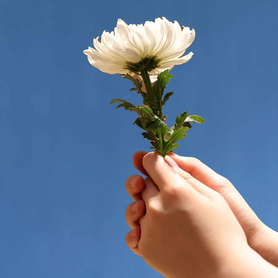 Grupo Palencia Martínez Tanatorios Grupo Palencia Martínez Tanatorios